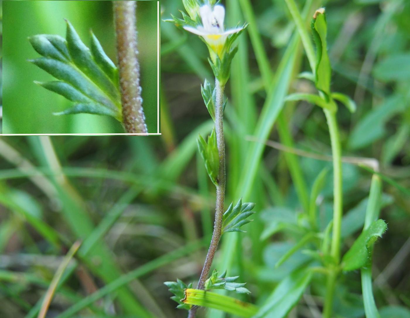 Eyebright, Irish leaf